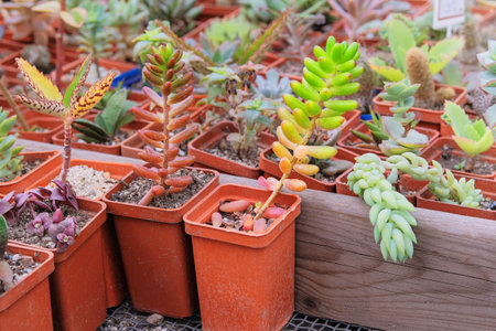 Various green cactus with spikes and succulent plants in small pots. Tropical plants sold in store.の写真素材