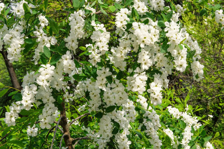 Jasmine bush in spring. Landscaping and decoration in springtime season. Gentle flowers is growing in city.の写真素材
