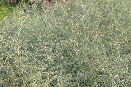 Asparagus albus grow in garden. Evergreen plant is growing outdoors.の写真素材