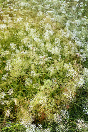 Flowering of daisies in the summer green meadow in park. Chamomile flowers with long white petals....
