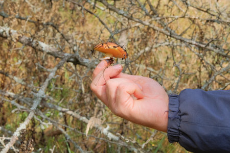 Mushroom in a hand. Nature of sunny autumn forest. Collect of forest mushrooms. Autumn vacation.