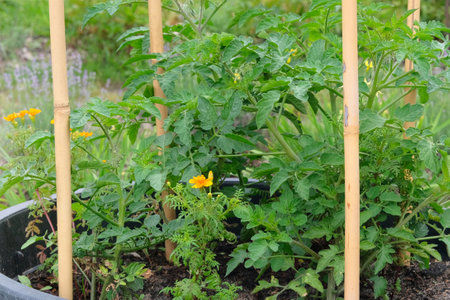 Container gardening. Tomato bush is growing in a container in rustic garden. Green seedling in...