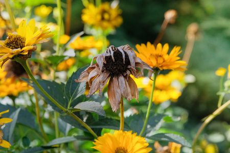Dry Coreopsis grows in park in autumn. Sunny day. Dry plant of Aster family. Coreopsis is growing in...