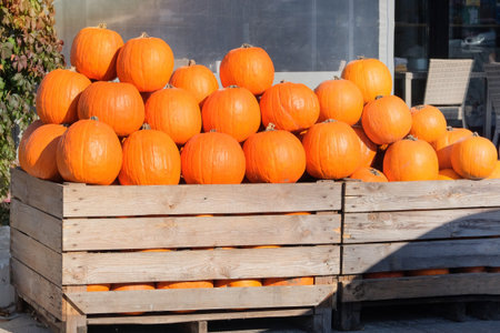 Many orange pumpkins are sold at local market. Farming. Countryside garden. Pumpkins are used for Halloween decorations.の写真素材