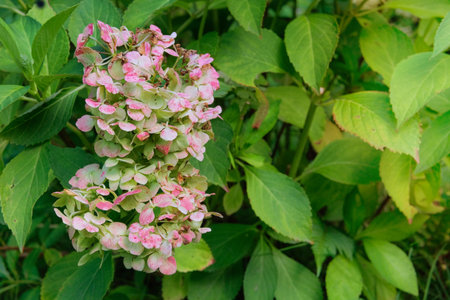 Dry Hydrangea grows in park in autumn. Sunny day. Hydrangea is growing in cottage garden.