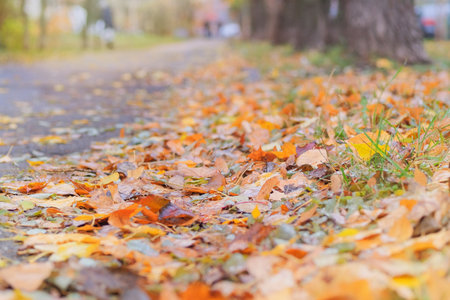 Bright yellow leaves. Walking in autumn park. Sunny weather in autumn. Orange fall leaves. Warm...