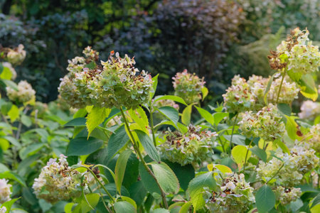 Dry Hydrangea grows in park in autumn. Blossom Hydrangea is growing in cottage garden. Sunny day.