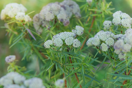 Pycnanthemum virginianum is growing in cottage garden. Sunny day. Plant with narrow green leaves on...
