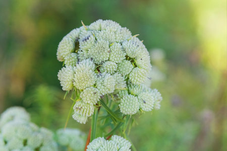 Pycnanthemum virginianum is growing in cottage garden. Sunny day. Pycnanthemum virginianum grows in...