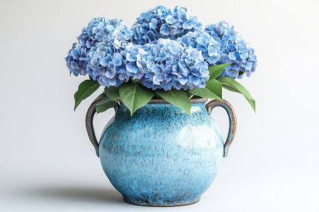 Big Hydrangea bush in rustic pot with fleshy leaves and pink flowers on a white background. Plant appeal to buyers interested.の素材