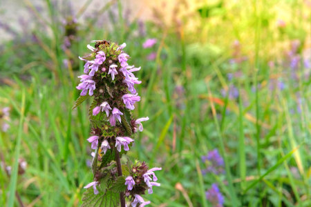 Wild meadow. Nepeta with aromatic pink flowers growing in a clearing on a sunny day. Flowering plant...