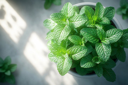 Potted mint plant with fragrant leaves on a white backgroun. Herb in pot. Top view. Cottage garden.の素材