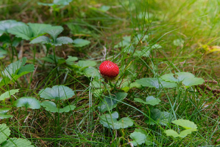Sunny day. Wild strawberries grow in a clearing in forest. Natural red strawberries.の写真素材