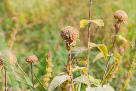 Monarda seeds grow in garden in autumn. Sunny day. Dry Bergamot grows in autumn. Aromatic,...