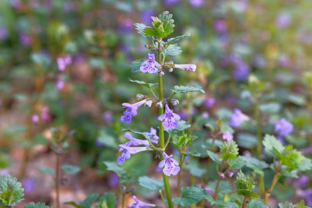 Wild meadow in spring. Nepeta with aromatic pink flowers growing in a clearing in forest on a sunny...