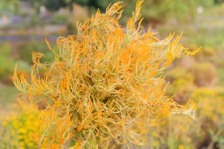 Amaranth family. Flower is blooming on a plantation. Yellow Celosia argentea flower bloom in cottage...