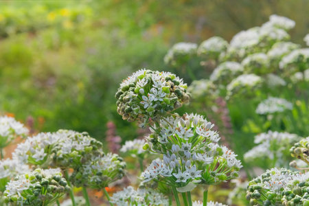 Cottage garden.  Allium seeds is growing in rural garden. Organic gardening. Aromatic herbs. Allium...