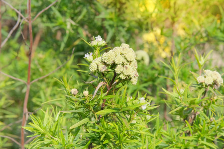 Mountain-mint in nature. Pycnanthemum virginianum is growing in garden. Green bush in meadow....