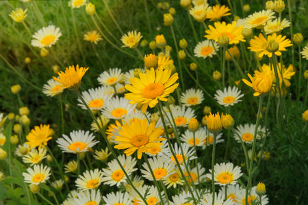 Anti-inflammatory agent. Chamomile is blooming. Medicinal plant. Daisy flowers is growing in cottage...