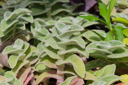 Tradescantia sillamontana is grown in temperate regions.
