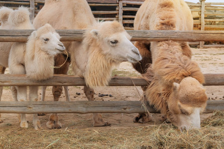 Family of white camels. Keeping animals in zoological parks. Exotic animals eating hay at the zoo.の写真素材