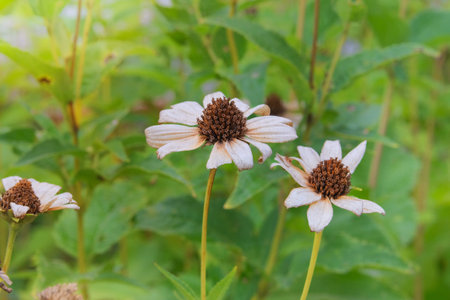 Dry Coreopsis growing in autumn garden. Dry seeds forlandscape. Cottage garden. Nature floral...