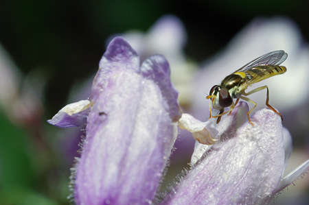 Tiny Hover Fly on an Irisの写真素材