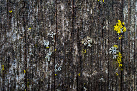 Wooden grunge bark texture with growths