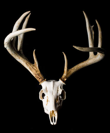 Close Up of Deer Skull on Black Background Front Viewの写真素材