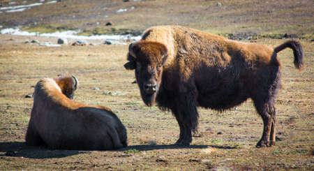 Canadian wood bison relaxing in field during winter dayの写真素材