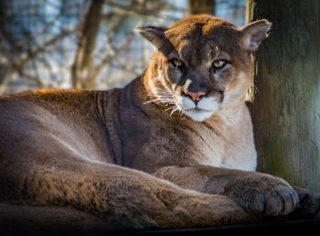 Relaxing beautiful cougar looking ahead close upの写真素材
