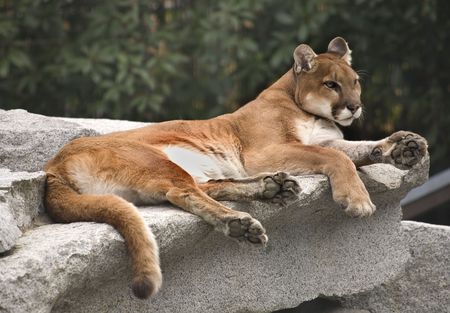 America Cougar Mountain Lion Resting on Rockの写真素材