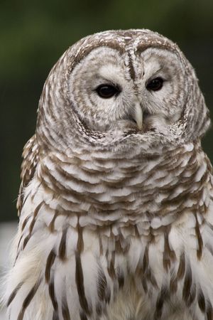 Barred Owl Close Up Black and White Owlの写真素材