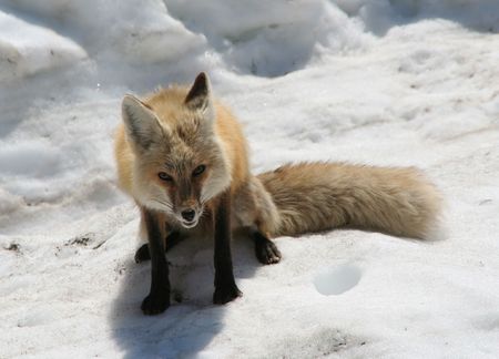 Red Fox in Snow Looking for Dinner.  Mount Rainier National Parkの写真素材