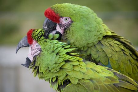 Love Bite Green Military Macaws Close Upの写真素材
