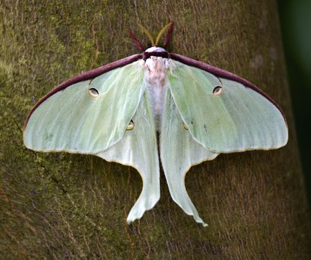 Luna Moth Close Up Macroの写真素材