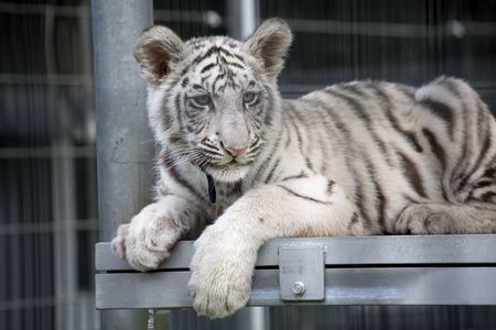 Royal White Bengal Tiger Cub.  Only three hundred of these tigers are left in the World.の写真素材