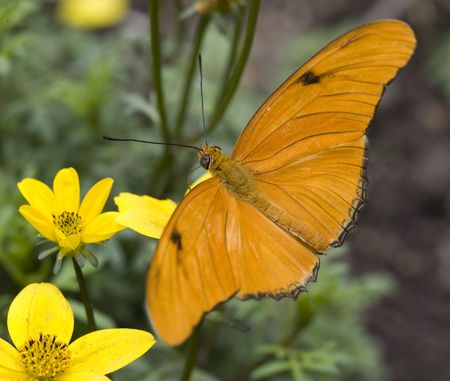 Bright Orange Julia Butterfly, Dryas Julia, on Yellow Flower Having Lunchの写真素材