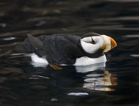 Horned Puffin Bird Swimming with Reflection Alaskaの写真素材