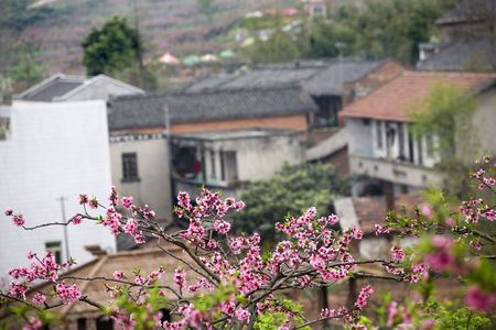 Chinese Peasant Houses, Peach Tree Village, Pink Blossoms, Chengdu, Sichuan, ChinaRESUBMIT--In response to comments from reviewer have further processed image to reduce noise, sharpen focus and adjust lighting.の写真素材