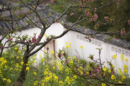 Pink Peach Trees Yellow Canola Blossoms; White Chinese Wall; Village; Chengdu; Sichuan; China

RESUBMIT--In response to comments from reviewer have further processed image to reduce noise, sharpen focus and adjust lighting.の写真素材