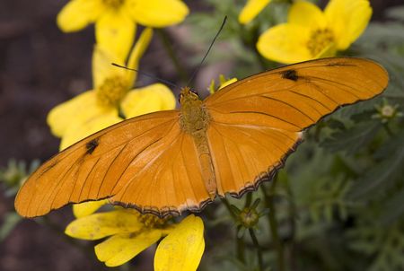 Bright Orange Julia Moth Dryas Julia on Yellow Flowers

Resubmit--In response to comments from reviewer have further processed image to reduce noise, sharpen focus and adjust lighting.の写真素材