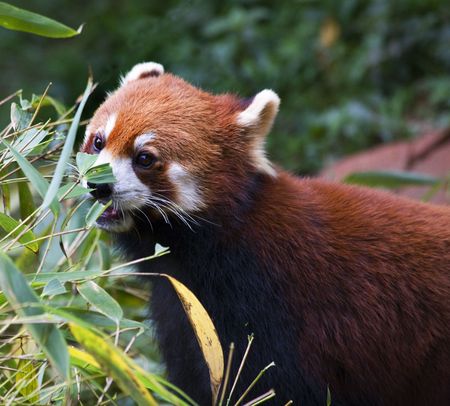 Red Panda Shining Cat Eating Bamboo Panda Breeding Center Chengdu Sichuan China
の写真素材