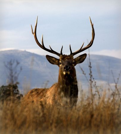 Big Elk with Large Rack of Horns National Bison Range Charlo Montanaの写真素材