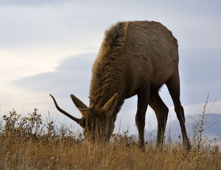 Young Male Elk with Horns Grazing Eating Grass Close Up National Bison Range Charlo Montanaの写真素材