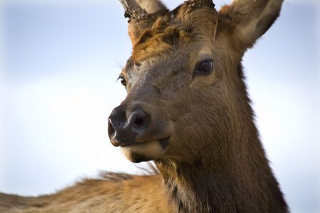 Young Male Elk with Horns Very Close Up National Bison Range Charlo Montanaの写真素材