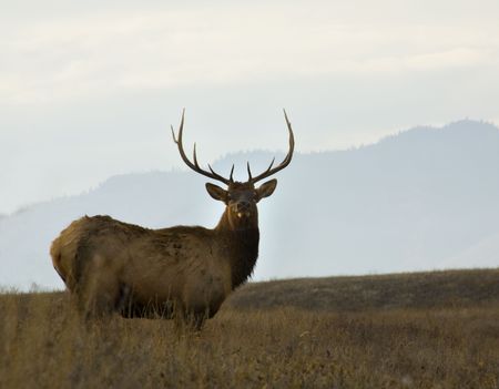 Older Male Elk with Large Rack of Horns National Bison Range Charlo Montanaの写真素材