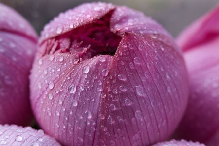 Pink Lotus Blossom Bud with Rain Macro Hong Kong Flower Marketの写真素材