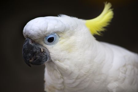 White Sulphur Crested Cockatoo Close Up Macro Hong Kong Bird Market Australian birdの写真素材