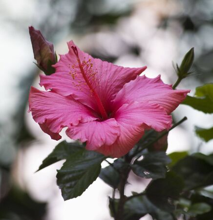 Pink Hibiscus Close Up Macroの写真素材